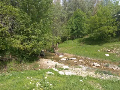 Ayriqiya