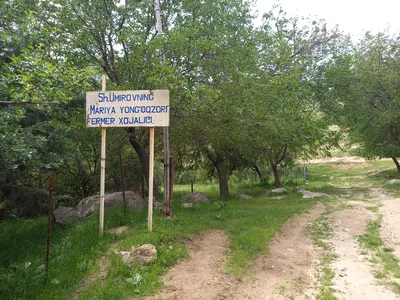 Ayriqiya