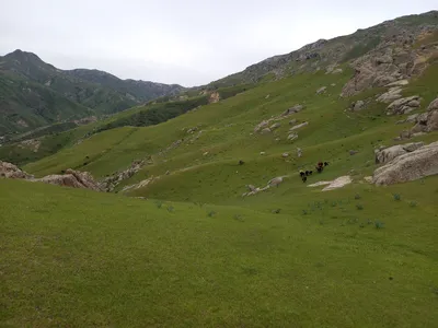 Ayriqiya