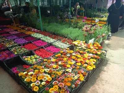 Marché de Chorsu, Tachkent