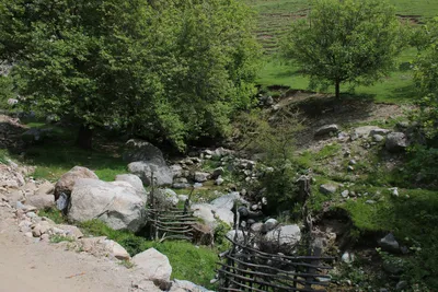Ayriqiya