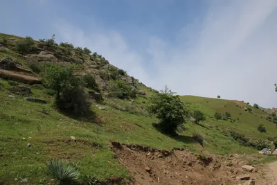 Ayriqiya
