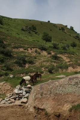 Ayriqiya