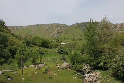 Ayriqiya